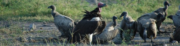 By Joachim Huber [CC-BY-SA-2.0], via Wikimedia Commons