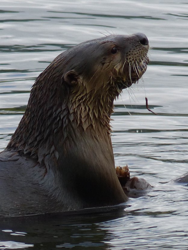 Lake Lafarge River Otter-1000838