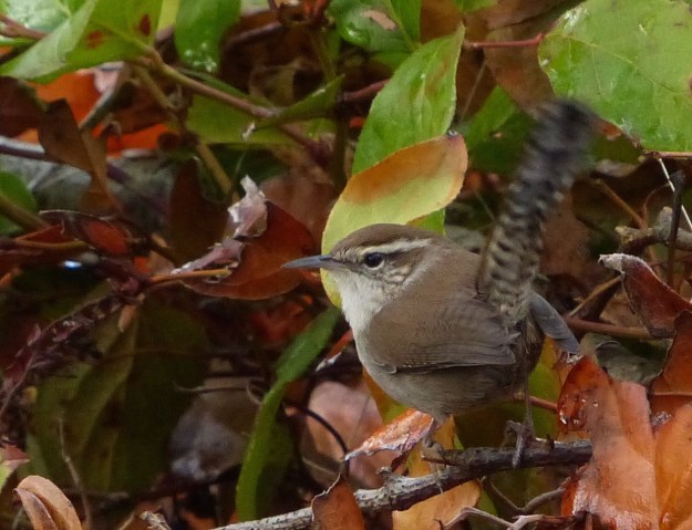 Bewick's Wren at Neck Point, Nanaimo, 2015-11-05