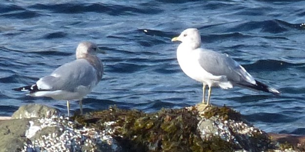 Mew Gulls at Pipers Lagoon, Nanaimo, 2015-11-05