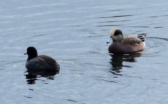 Scene 1: Following the Coot