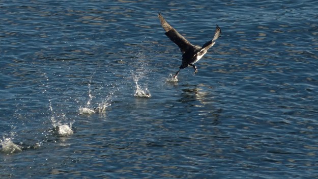 loon-takeoff-1-of-3-p1180123