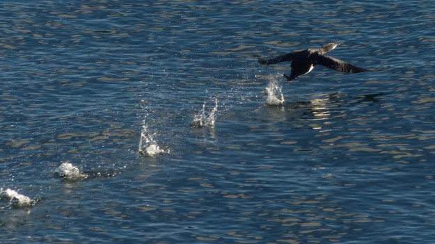 loon-takeoff-2-of-3-p1180124
