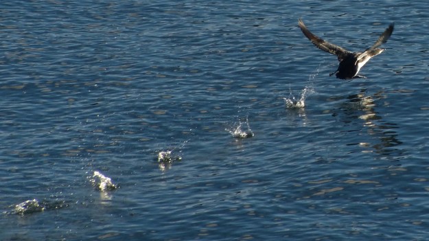 loon-takeoff-3-of-3-p1180125