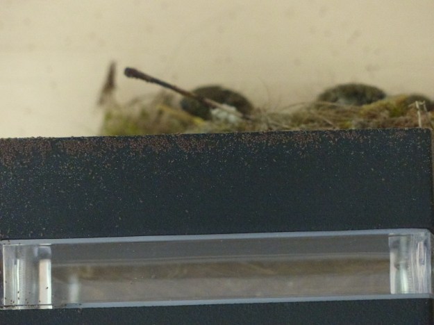 Mites on the Light Fixture