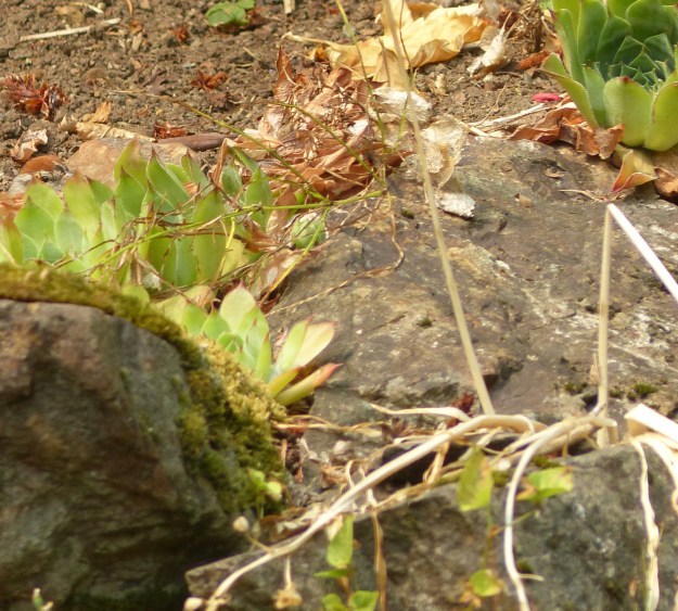 Puzzler_MysteryBackyardBirds