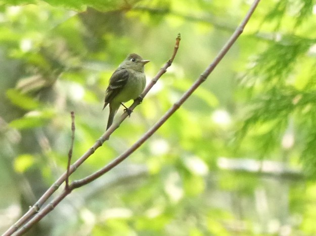 Pacific-slope Flycatcher