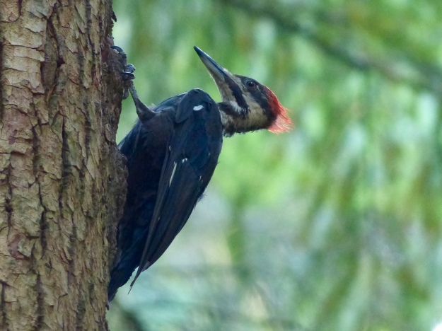 Female Piliated Woodpecker