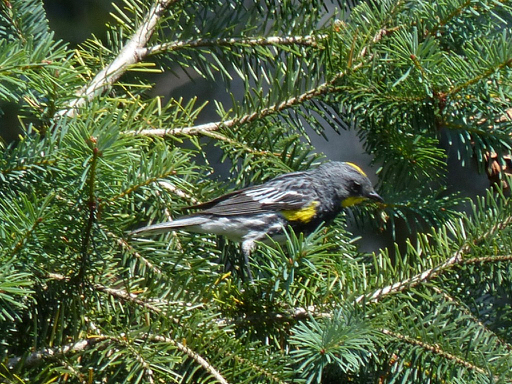 Yellow Rumbi's Yellow-rump Exposed | Kevin's Nature Blog