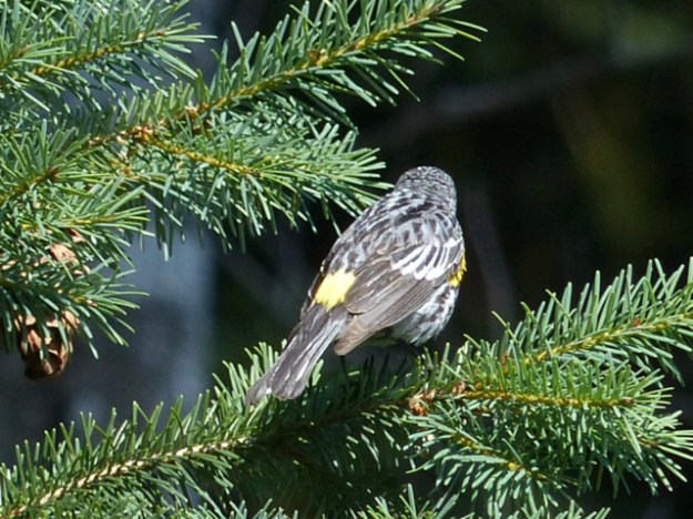 P1190834 Yellow-rumped back-butt view.jpg