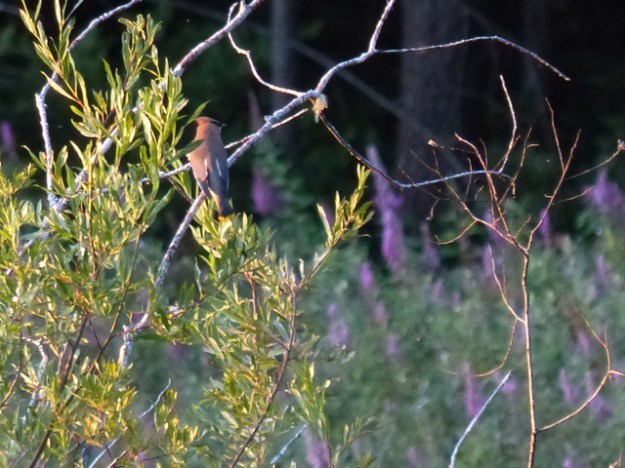 P1190872 Perched Waxwing 1