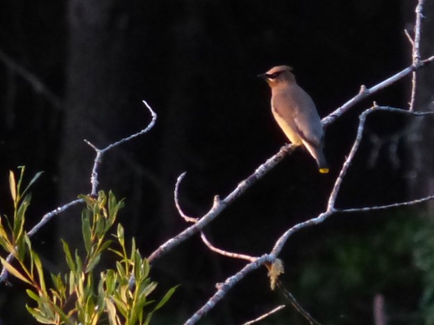 P1190877 Perched Waxwing 2