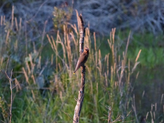 P1190880 Perched Waxwing 3
