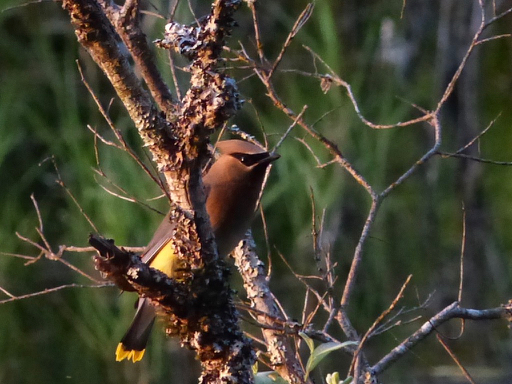 P1190884 Perched Waxwing 4