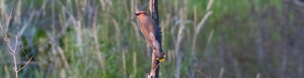 P1190890 Perched Waxwing extra long