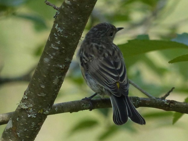 Yellow-rumped Warbler juvenile