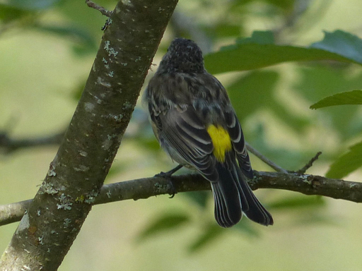 Yellow-rumped Warbler juvenile