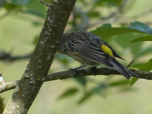 Yellow-rumped Warbler juvenile